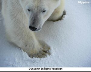 Dünyanın En İlginç Yasakları