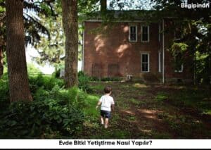 Evde Bitki Yetiştirme Nasıl Yapılır?