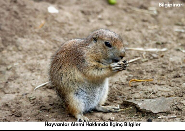 Hayvanlar Alemi Hakkinda Ilginc Bilgiler6