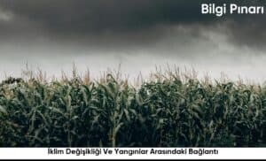 İklim Değişikliği Ve Yangınlar Arasındaki Bağlantı