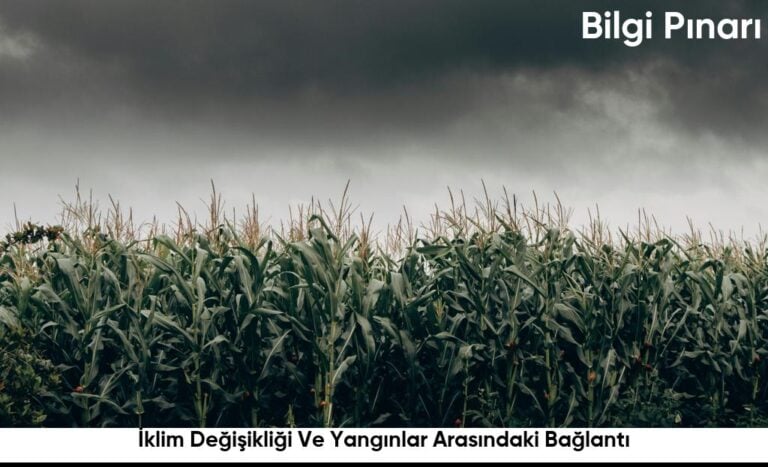 Iklim Degisikligi Ve Yanginlar Arasindaki Baglanti6