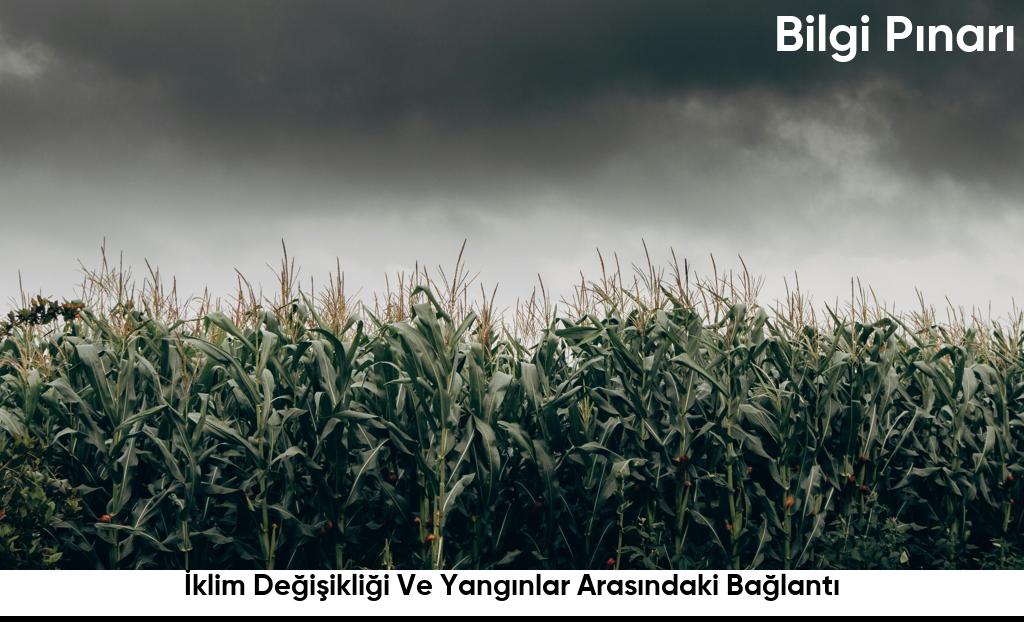Iklim Degisikligi Ve Yanginlar Arasindaki Baglanti6