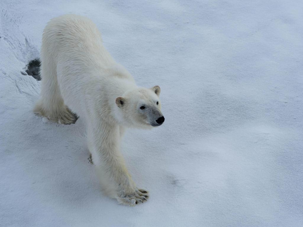 Pamukkale Travertenleri Nerede?