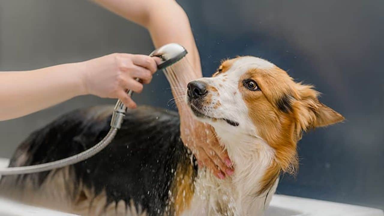 Evcil köpek Evcil köpek