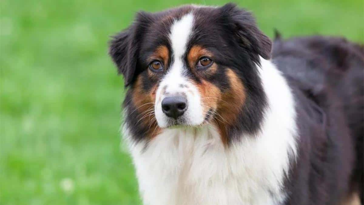 Evcil köpek Evcil köpek