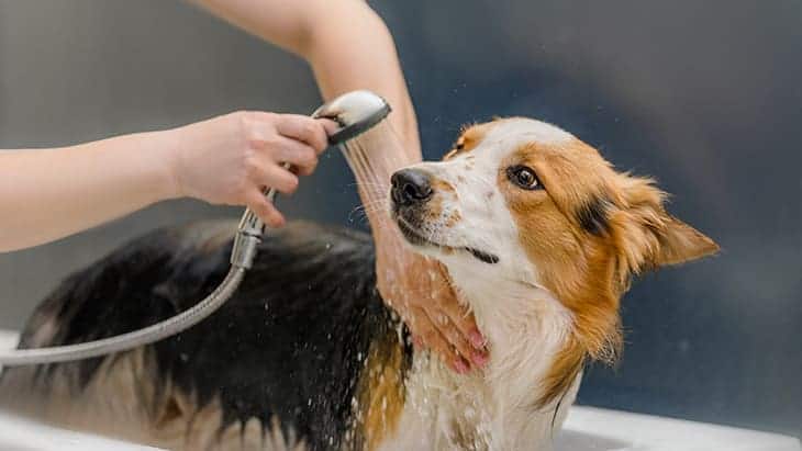 Evcil Köpek Bakımında İpuçları: Sağlıklı ve Mutlu Bir Dost