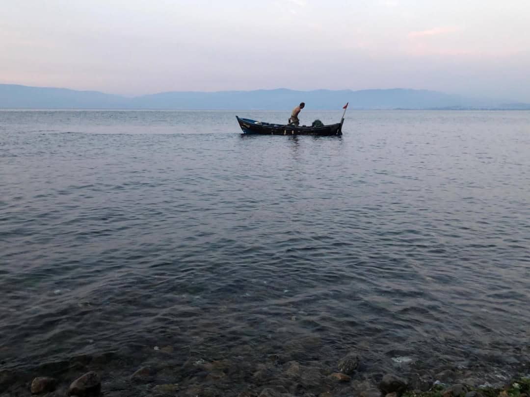 Gemlik zeytini