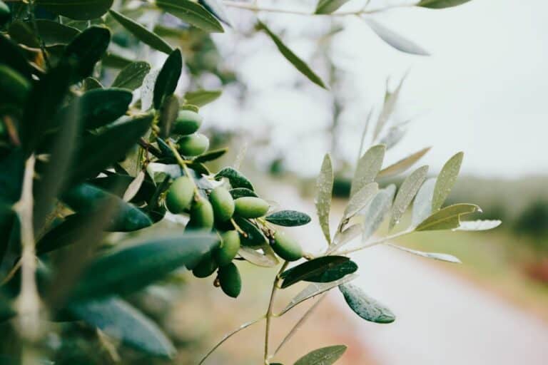 Gemlik Zeytini: Türkiye'nin En Lezzetli Zeytin Çeşidi