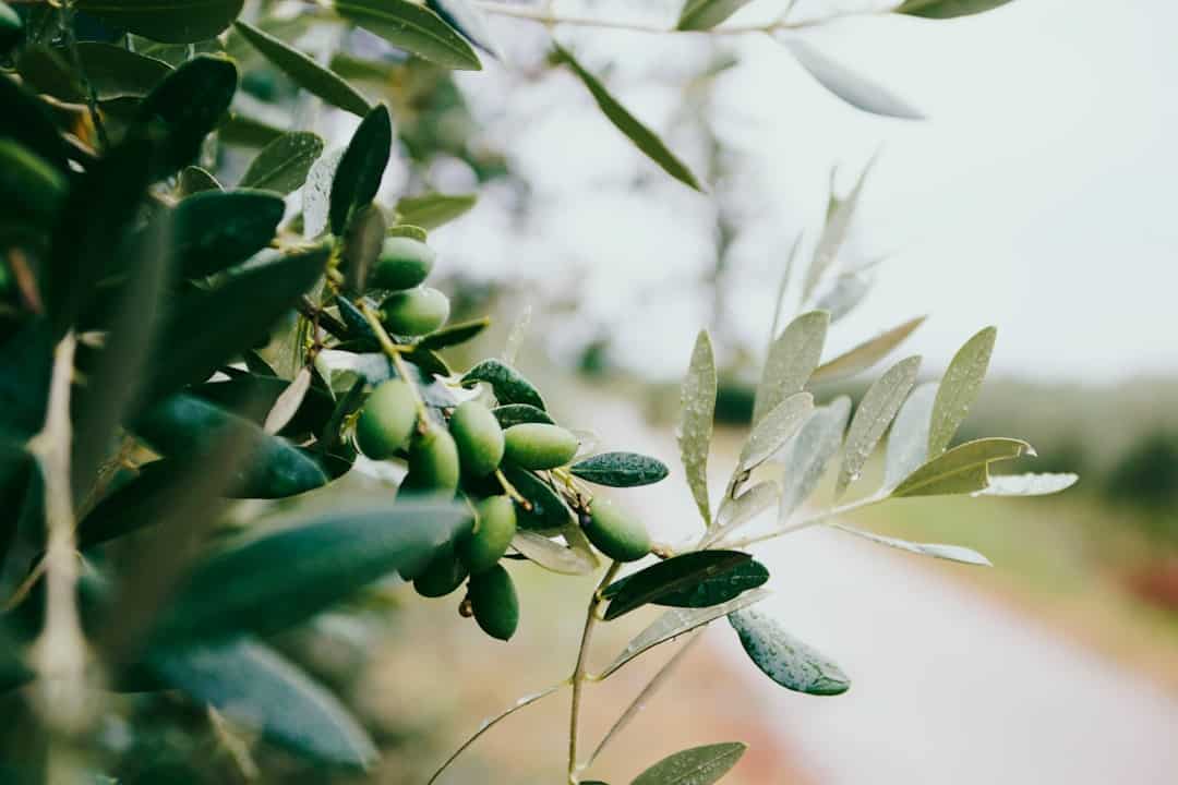 Gemlik Zeytini: Türkiye'nin En Lezzetli Zeytin Çeşidi