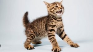 Kediler Neden Korkar? Nedenleri ve Çözümleri